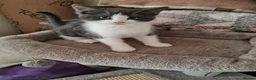 Ragdoll cats for sale: LONGHAIR/ MEDIUM HAIR RAGDOLL CROSS BSH - Advert 17