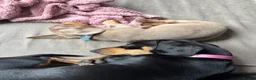 Miniature Dachshund dogs for sale: isabella tan boy in Southampton - Advert 6