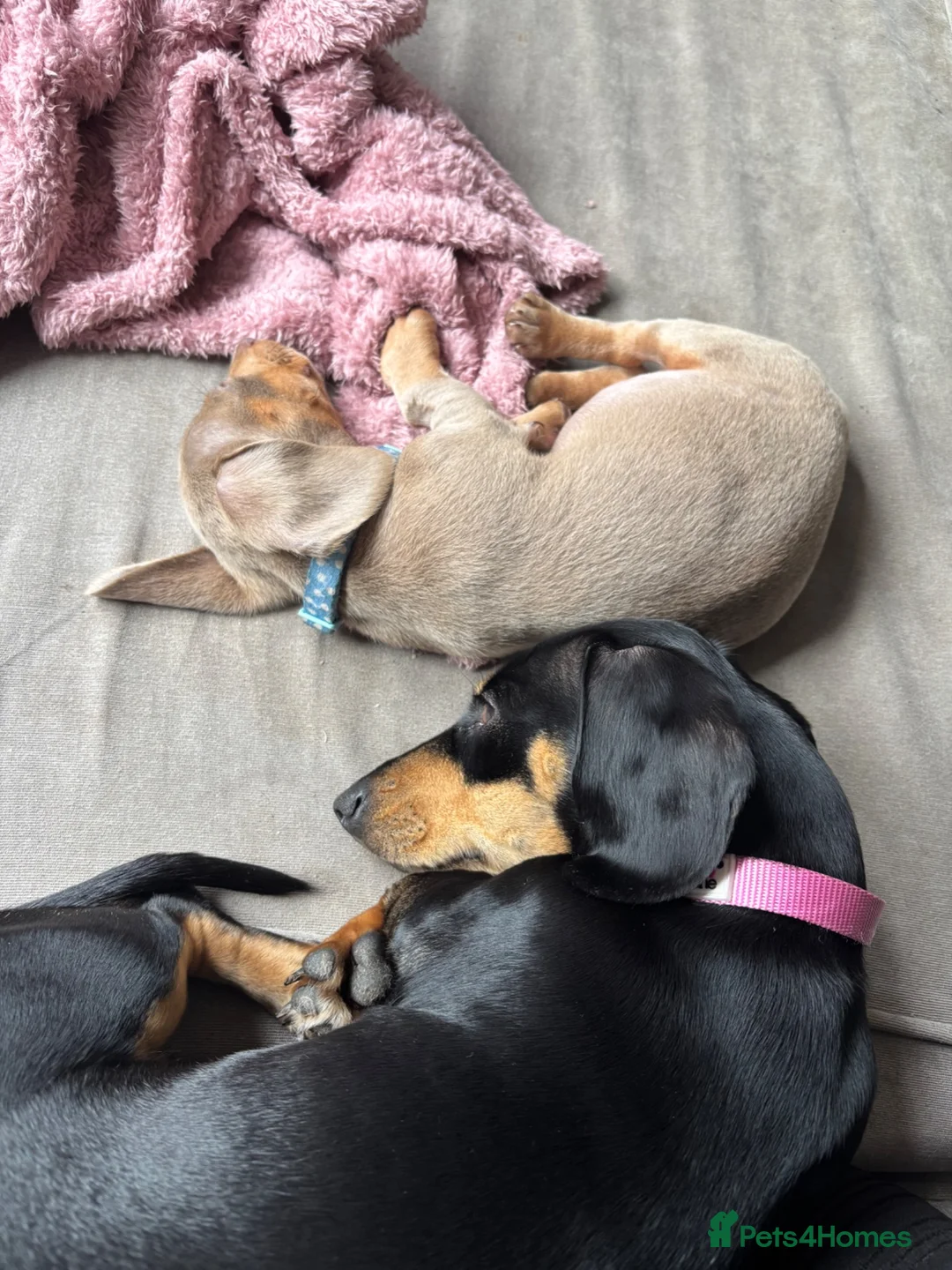 Miniature Dachshund dogs for sale: isabella tan boy in Southampton - Advert 6