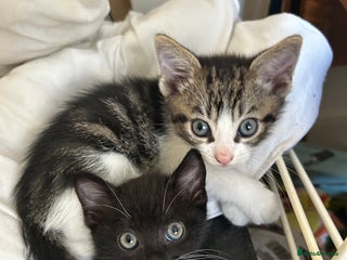 Mixed Breed cats 2 kittens - Advert 6