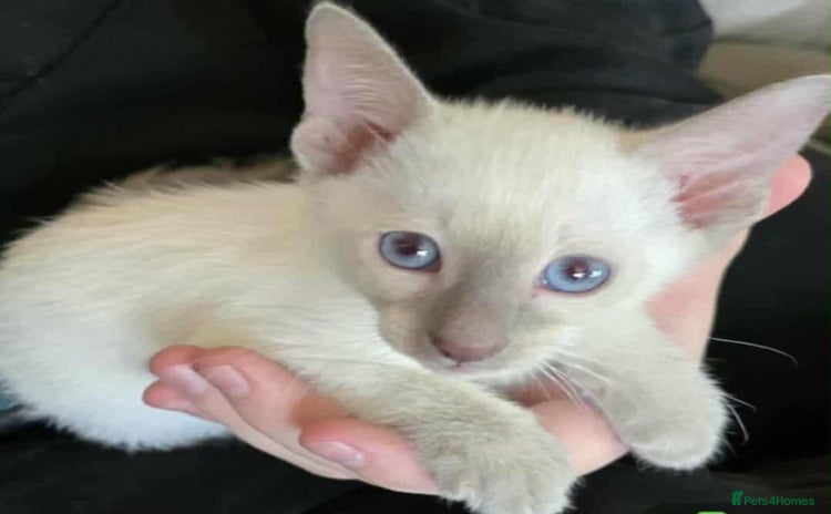 Siamese cats - Advert 1