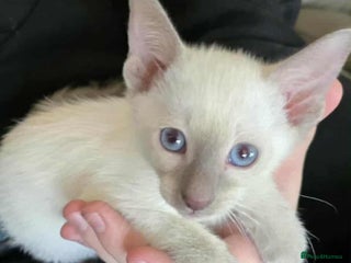 Siamese cats - Advert 5