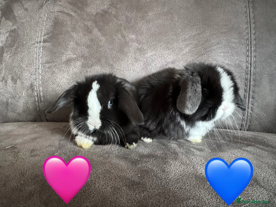 Mini Lop rabbits for sale: Beautiful Mini Lops Available to Reserve - Advert 1