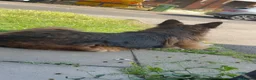 German Shepherd dogs for sale: Long hair Czech/Polish German Sherpard - Advert 2