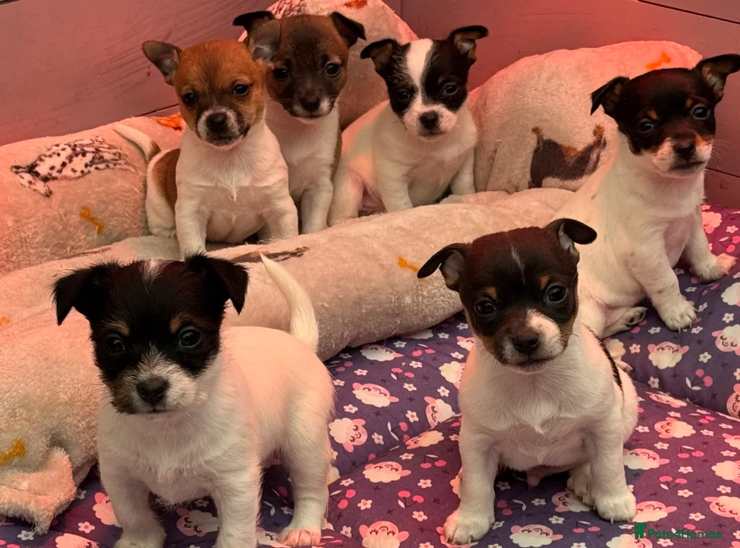 Jack Russell dogs for sale: Stunning Miniature Jack Russell Puppies  - Advert 1