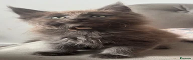 Maine Coon 6