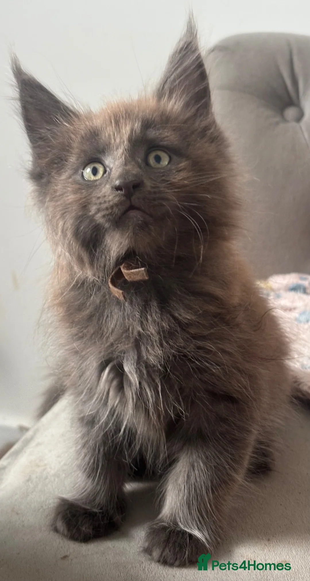 Maine Coon cats for sale: Stunning GCCF Registered Maine Coon Kittens  - Advert 21