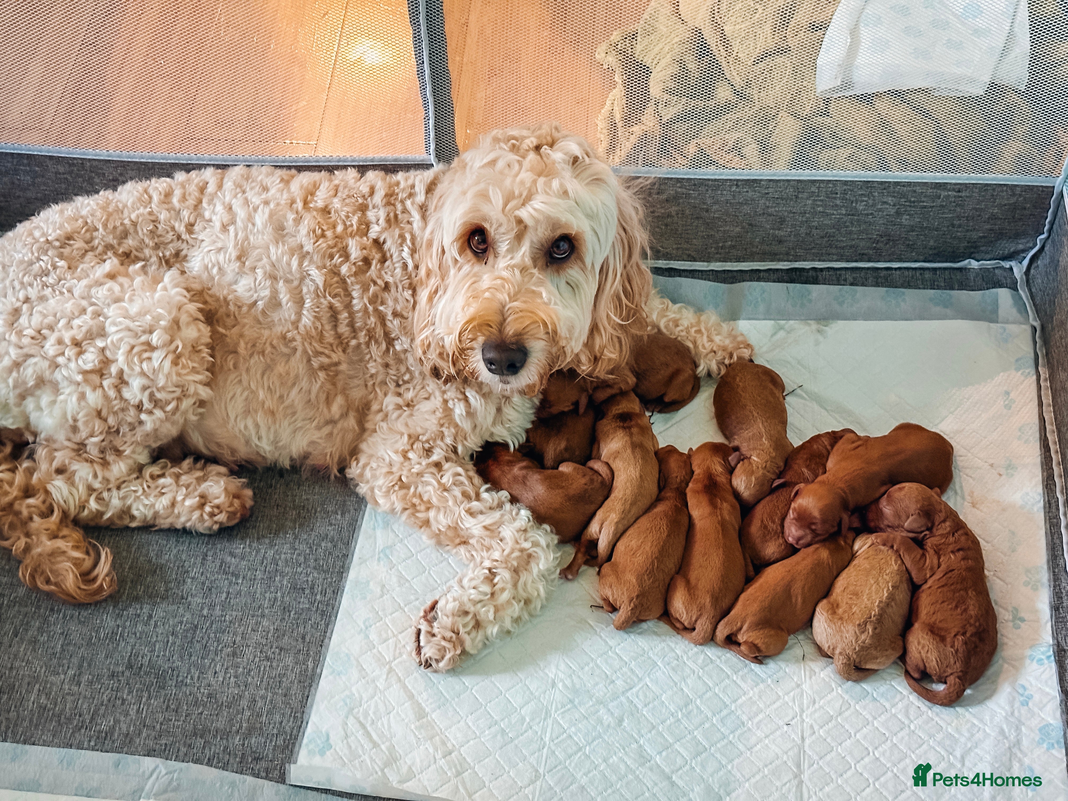 Labradoodle dogs F2B Labradoodle Puppies – Red & Apricot - Advert 1