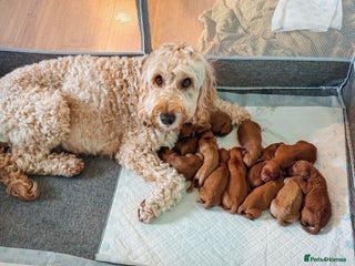 Labradoodle dogs F2B Labradoodle Puppies – Red & Apricot - Advert 1