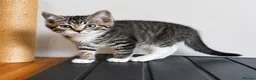Ragdoll cats for sale: Ragdoll & Ragdoll cross kittens - Advert 13