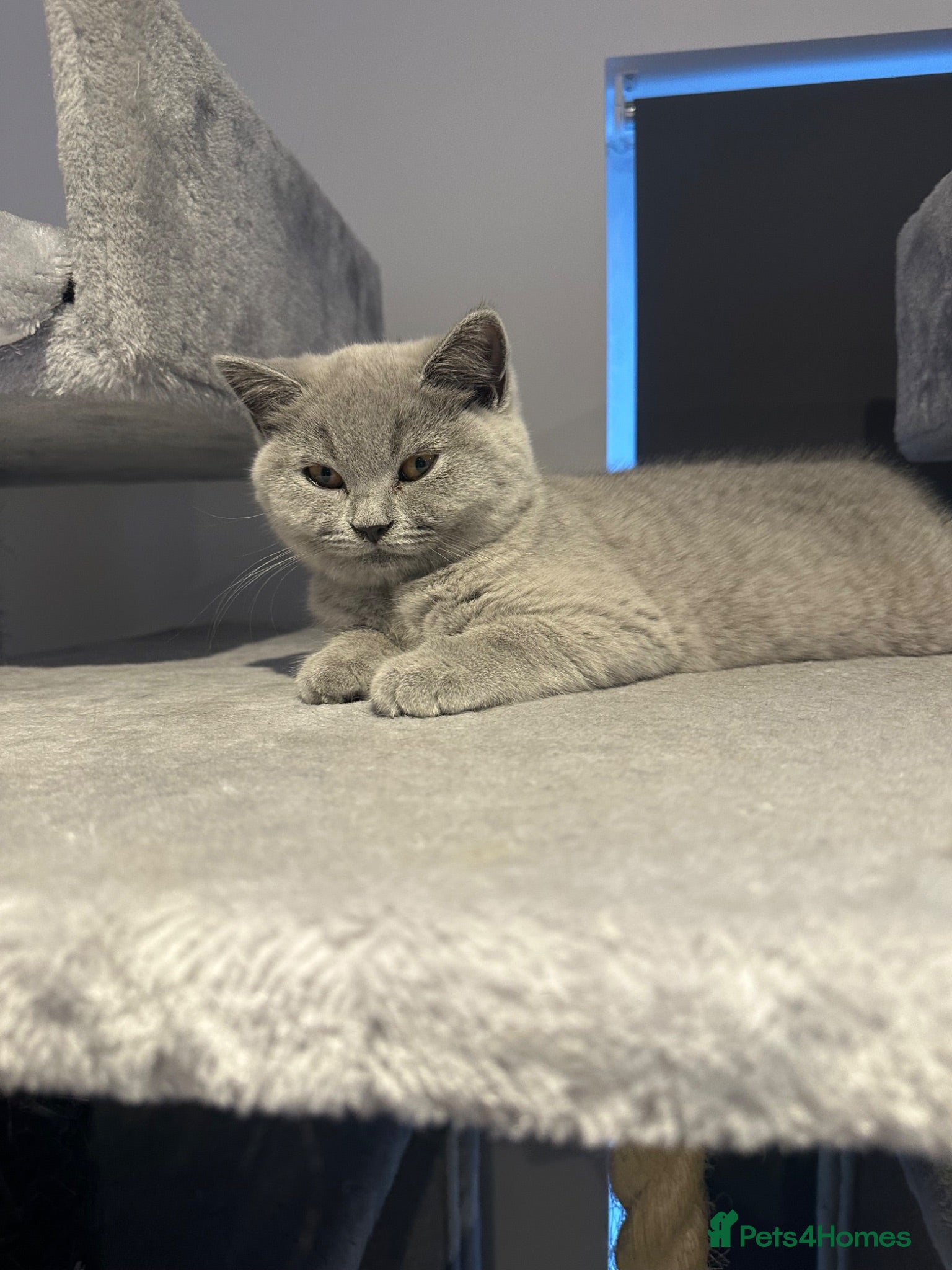 British Shorthair cats READY NOW!!  BSH only  £700 - Advert 1