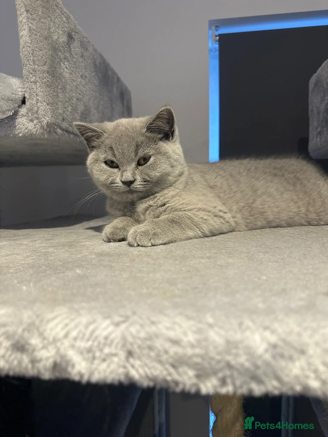 British Shorthair cats for sale: Reduced  to £600 - Advert 1