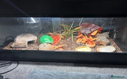 Gecko reptiles for sale: Fat Tail Gecko and Enclosure - Image 5