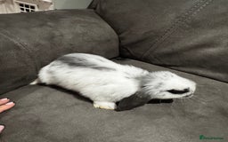 Mini Lop rabbits for sale: Gorgeous Mini Lops Available  - Advert 22