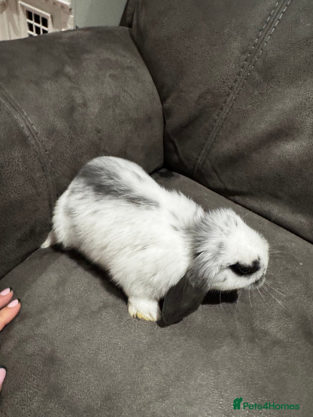 Mini Lop rabbits for sale: Gorgeous Mini Lops Available  - Advert 22