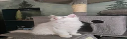 Maine Coon cats for sale: Two Beautiful Maine coons  - Advert 1