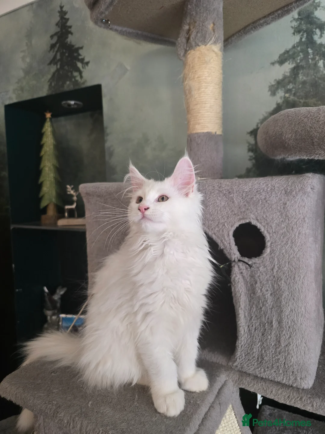 Maine Coon cats for sale: Two Beautiful Maine coons  - Advert 1