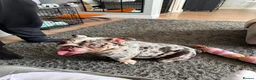 English Bulldog dogs for sale: Stunning MERLE bitch 1 year old 💫  - Advert 3