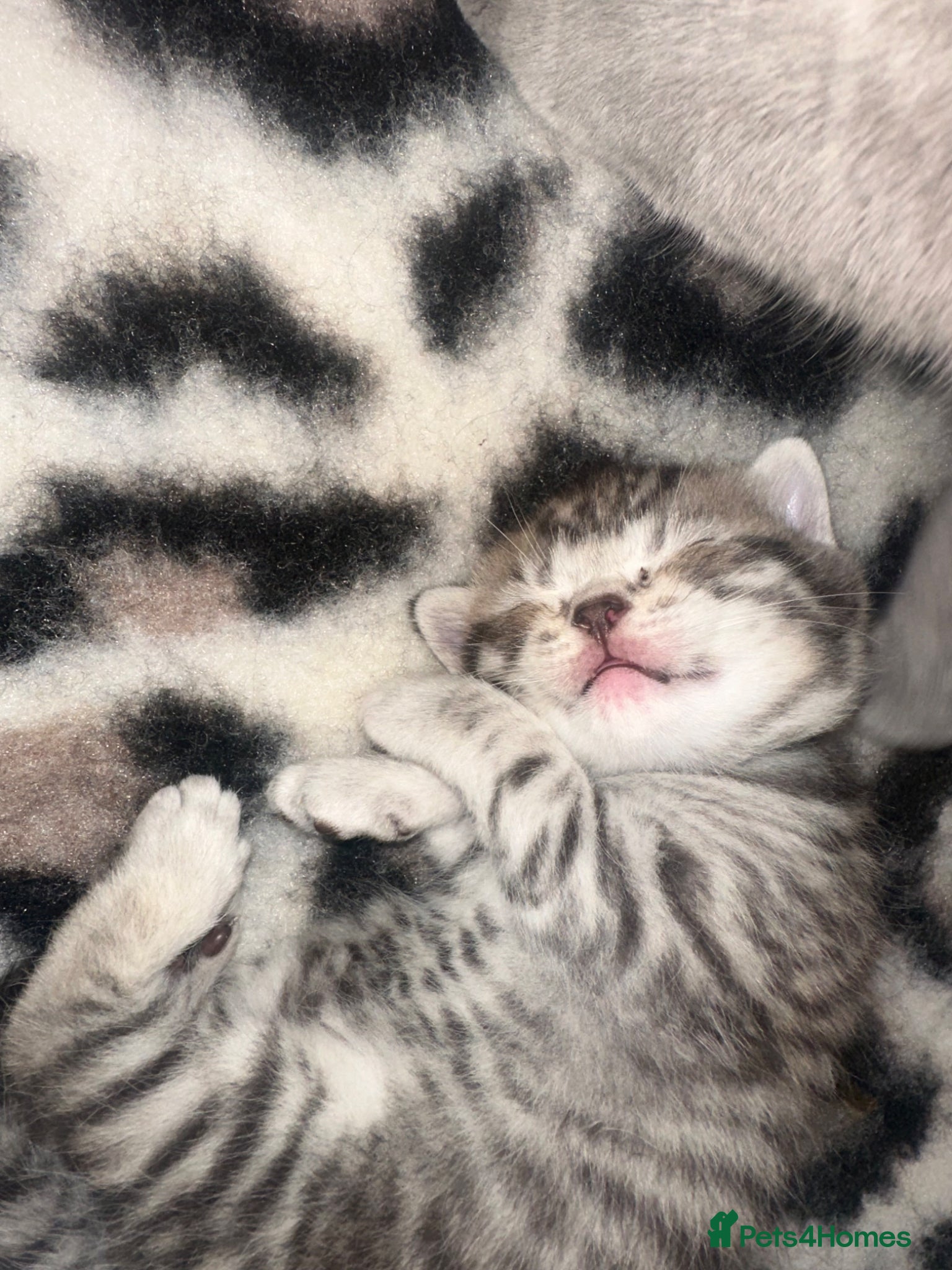 British Shorthair cats for sale: Exceptional British Shorthair kittens 🩷 - Advert 13