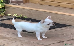 Chihuahua dogs for sale: Smooth coat boys available - Image 6