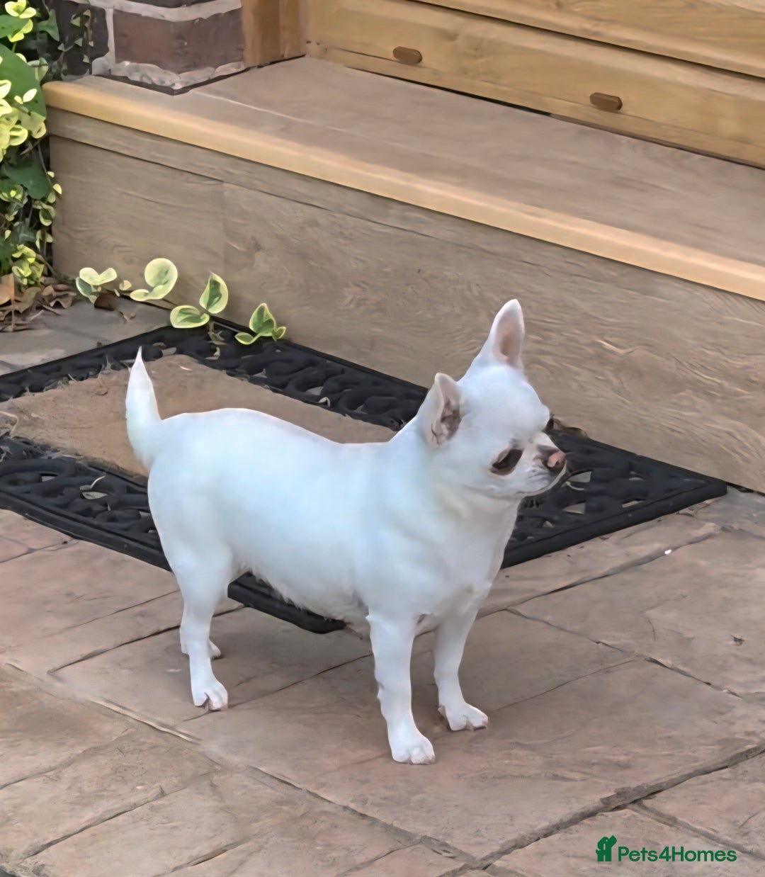 Chihuahua dogs for sale: Smooth coat boys available - Image 6