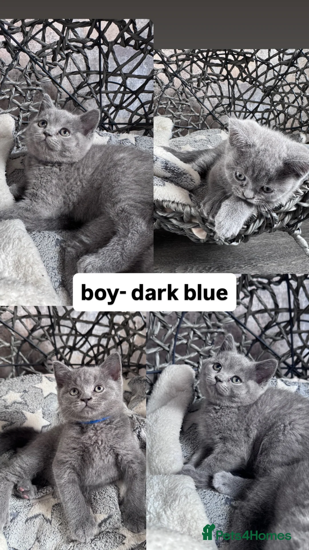 British Shorthair cats for sale: Pure British Shorthair - Advert 8