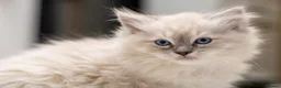 Ragdoll cats for sale: Adorable, Purebred GCCF Registered Ragdoll Kittens in London - Advert 12