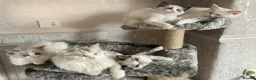 Ragdoll cats for sale: Ragdoll kittens  - Advert 2