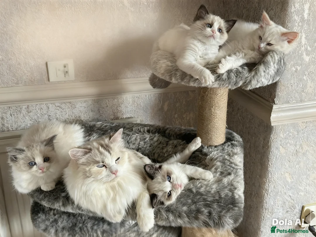 Ragdoll cats for sale: Ragdoll kittens  - Advert 2