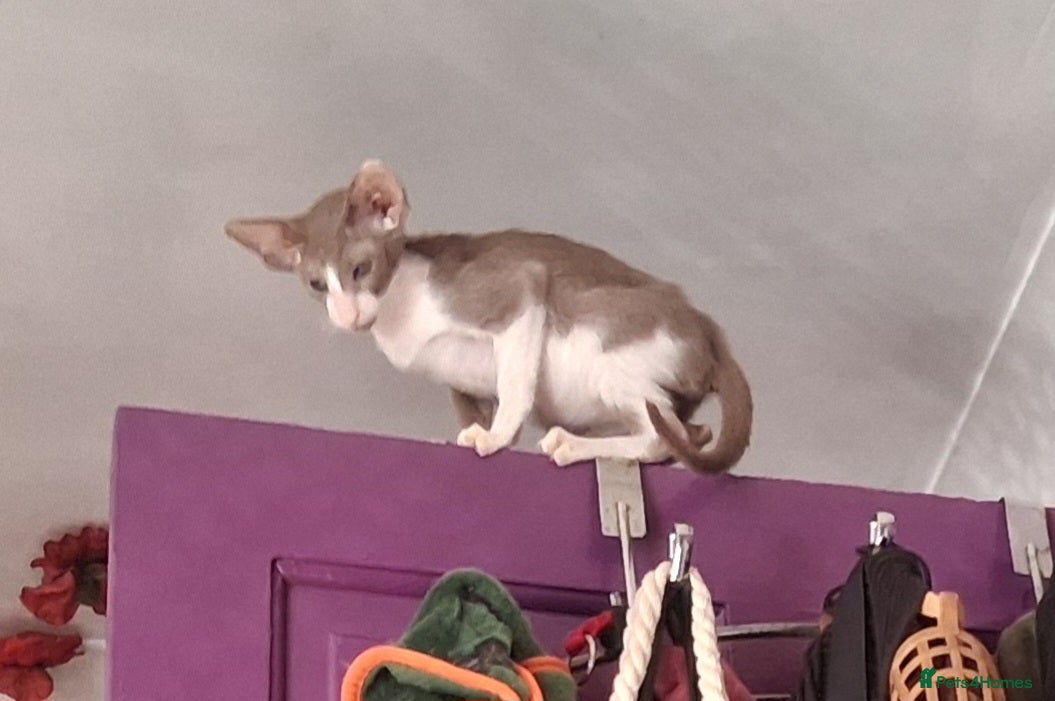 Oriental cats Stunning modern style oriental girls ready 9.3.26 - Advert 4