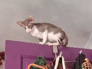 Oriental cats Stunning modern style oriental girls ready 9.3.26 - Advert 4