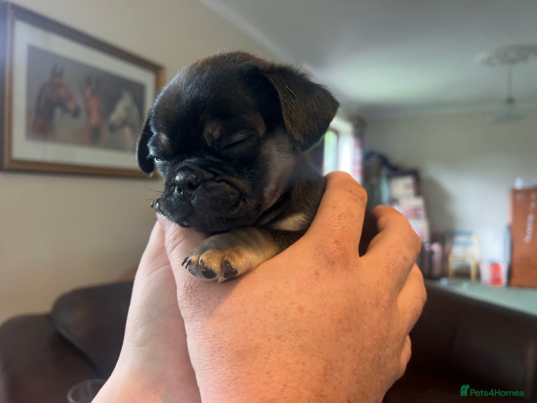 Mixed Breed dogs for sale: 3/4 pug puppies  - Image 12
