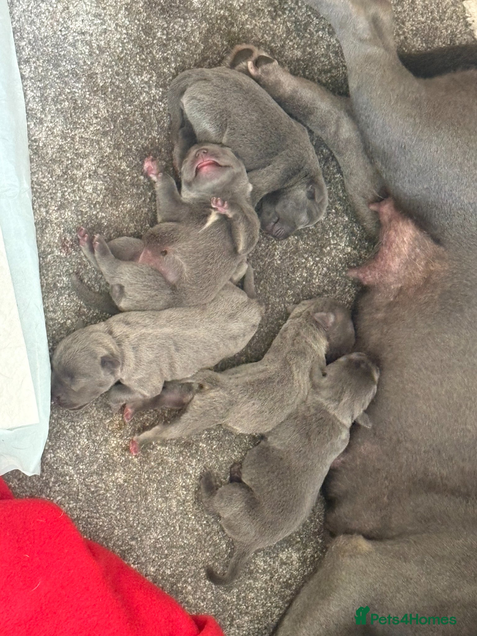 Staffordshire Bull Terrier dogs for sale: KC Registered Blue & Lilac Staffy Puppies 🐾 - Advert 9