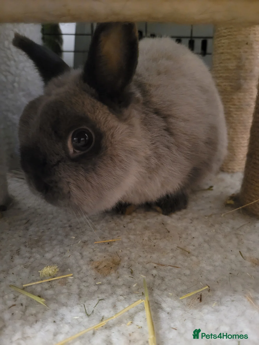 Mixed Breed rabbits for sale: 2 Rabbits for rehoming in Cambridge - Advert 2