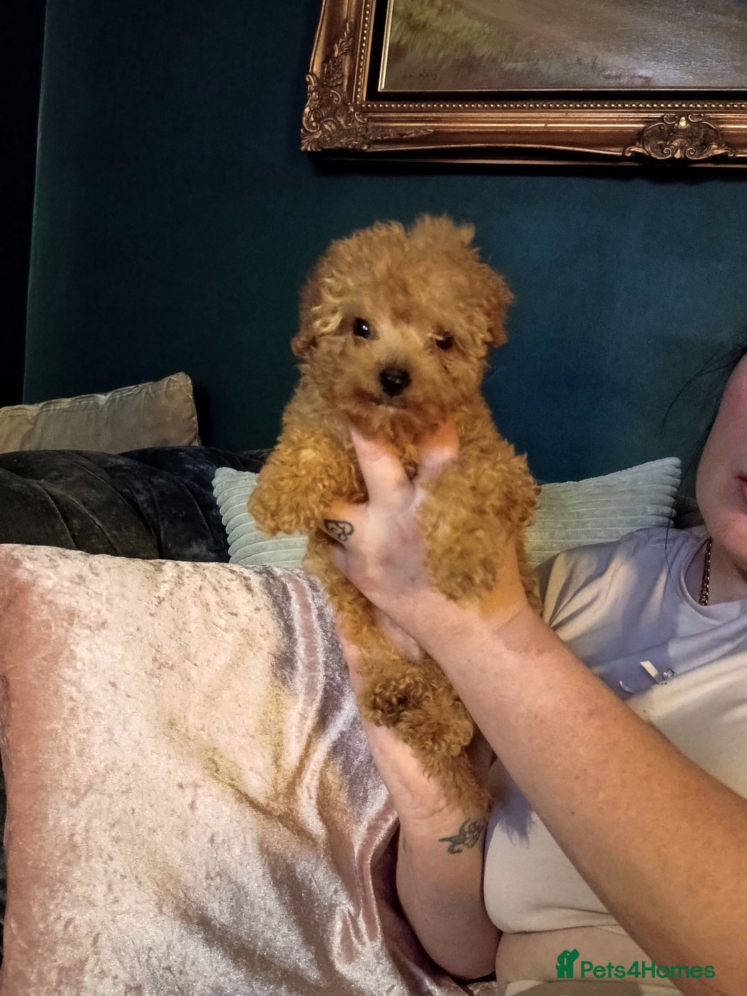 Cockapoo dogs for sale: Miniature cockapoos  - Advert 8