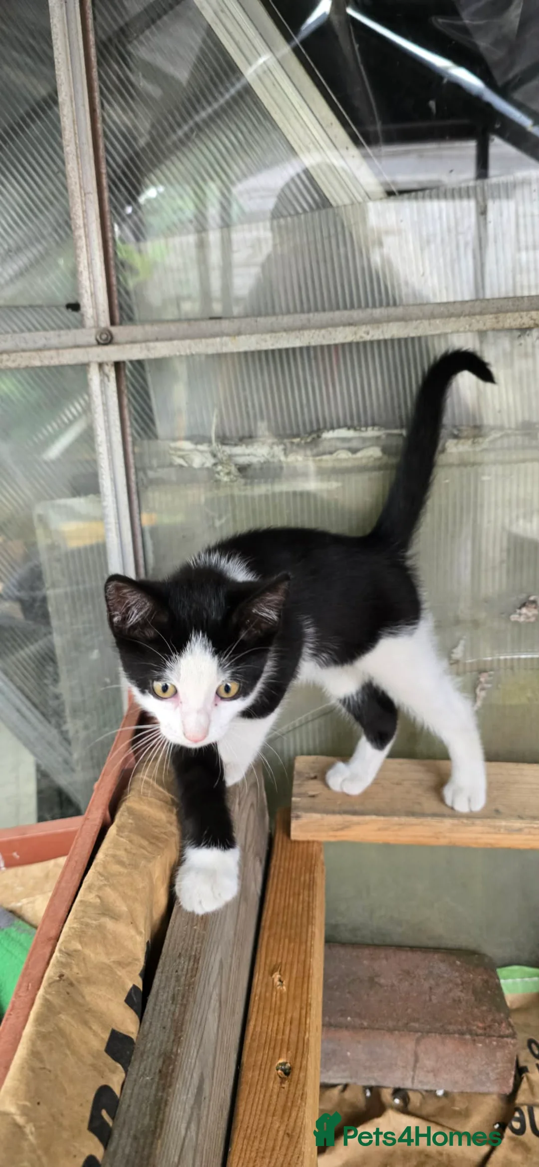 Domestic Shorthair cats for sale: 2 boys 1 girl  - Advert 2