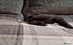 Labrador Retriever dogs for sale: KC Registered Black Lab (1 Girl, 1 boy remaining) - Image 15