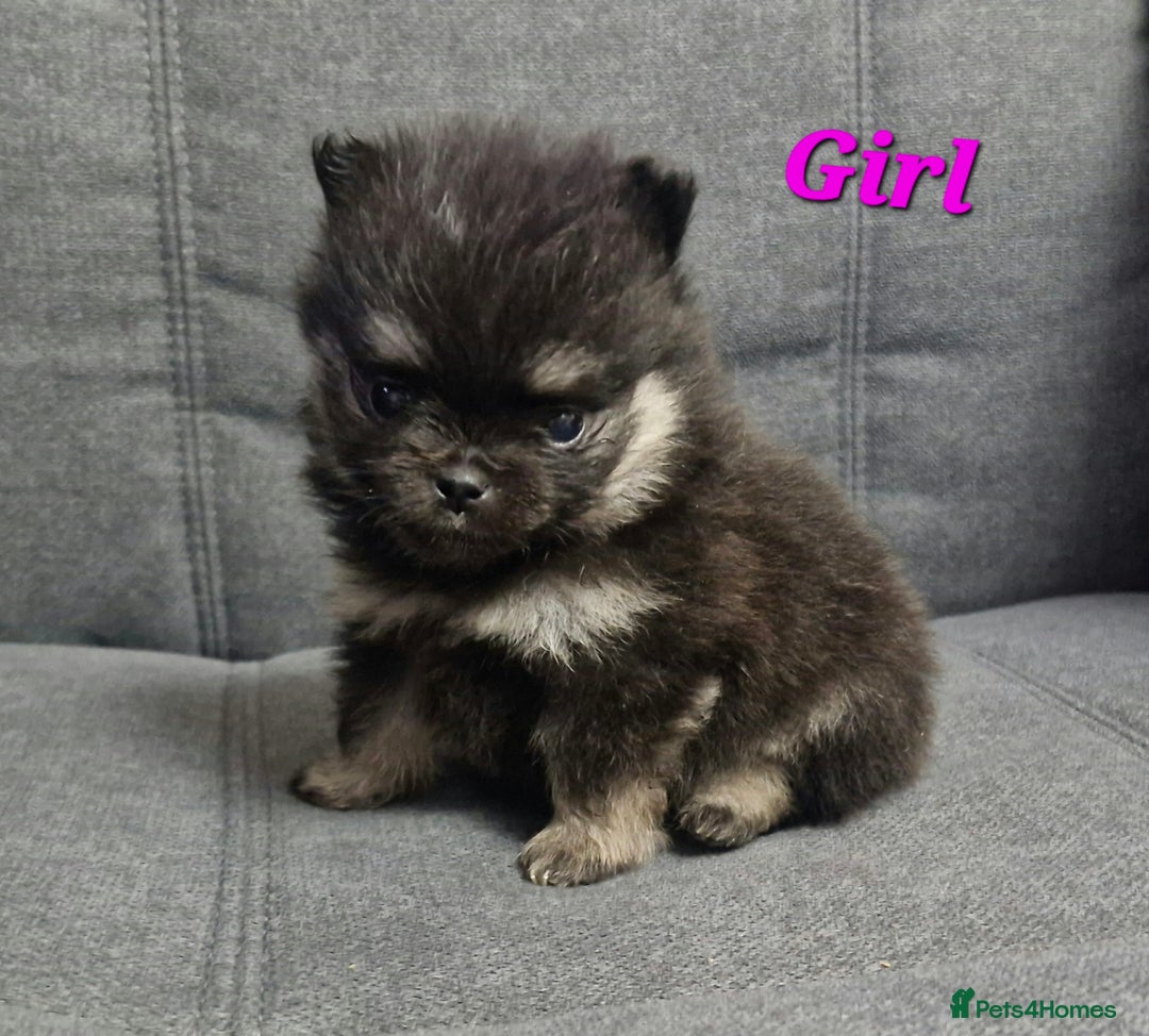 Pomeranian dogs for sale: Beautiful pomeranian puppies for sale 🥰 - Image 7