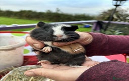 Guinea Pig rodents for sale: Beautiful multicoloured pups, ready 22nd October - Image 7