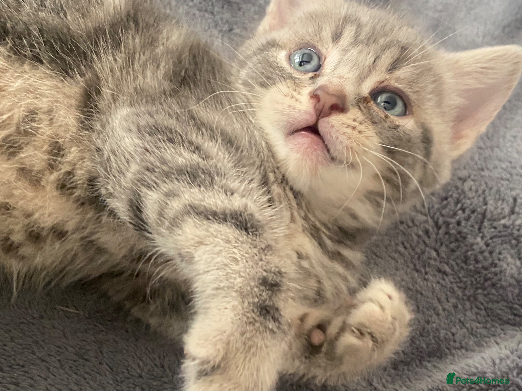 Mixed Breed cats Mixed breed kittens  - Advert 18