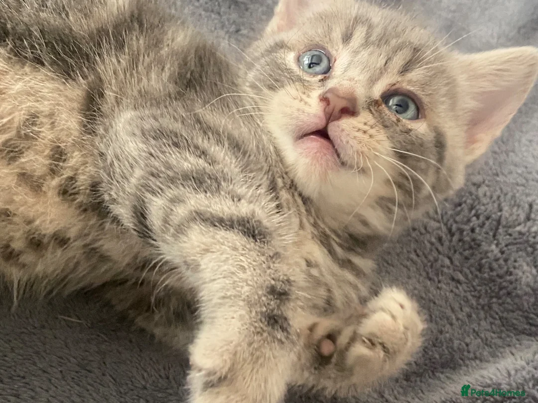 Mixed Breed cats for sale: Mixed breed kittens  - Advert 1