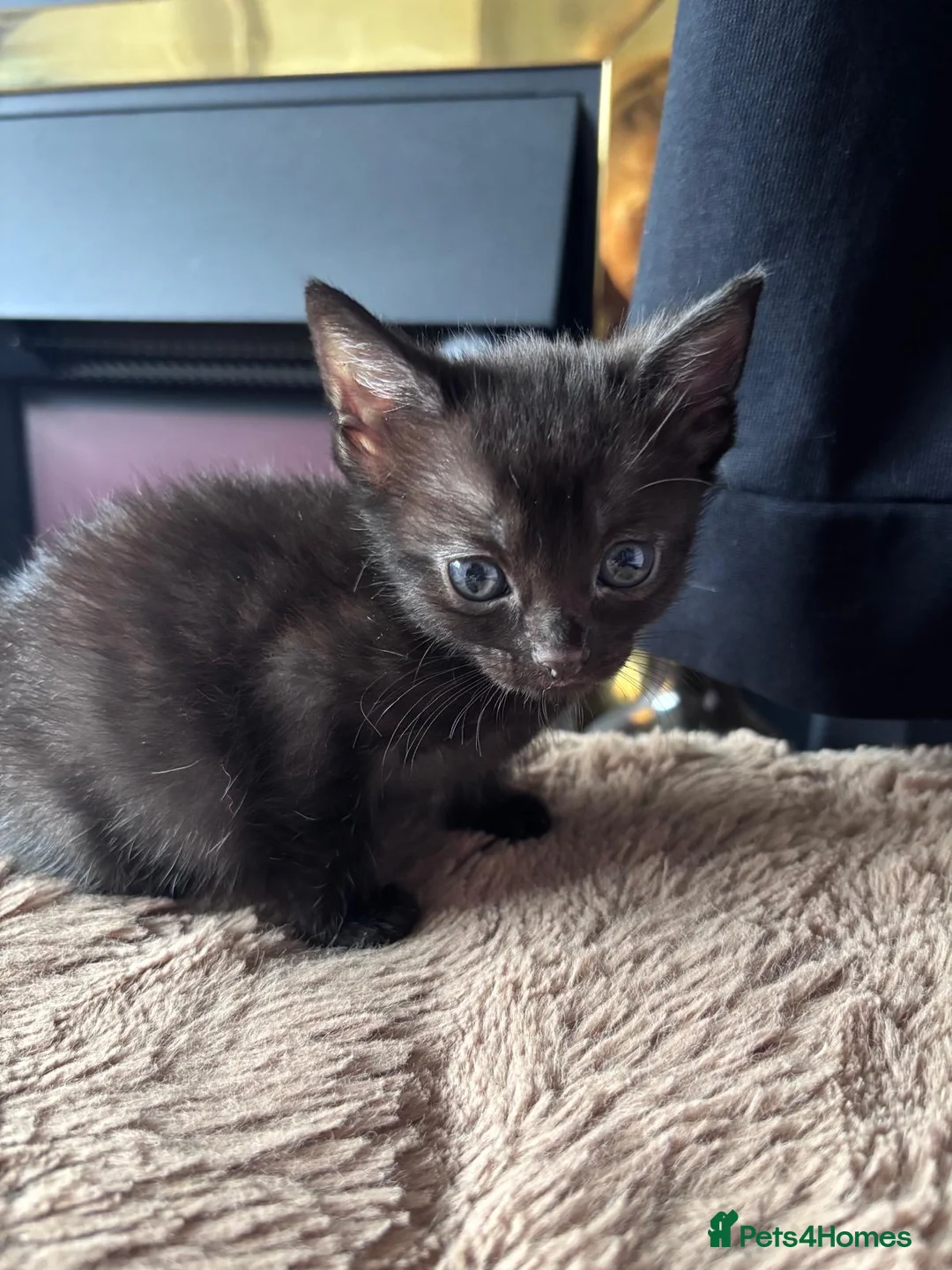 Mixed Breed cats for sale: Kittens  - Advert 2