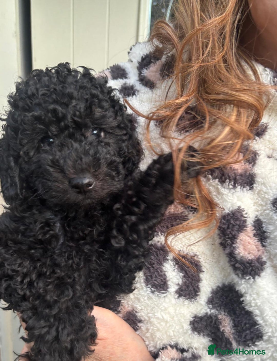 Toy Poodle dogs for sale: ADORABLE ‘ALBERT’ *TOY POODLE*BOY*PUP ready now - Advert 22