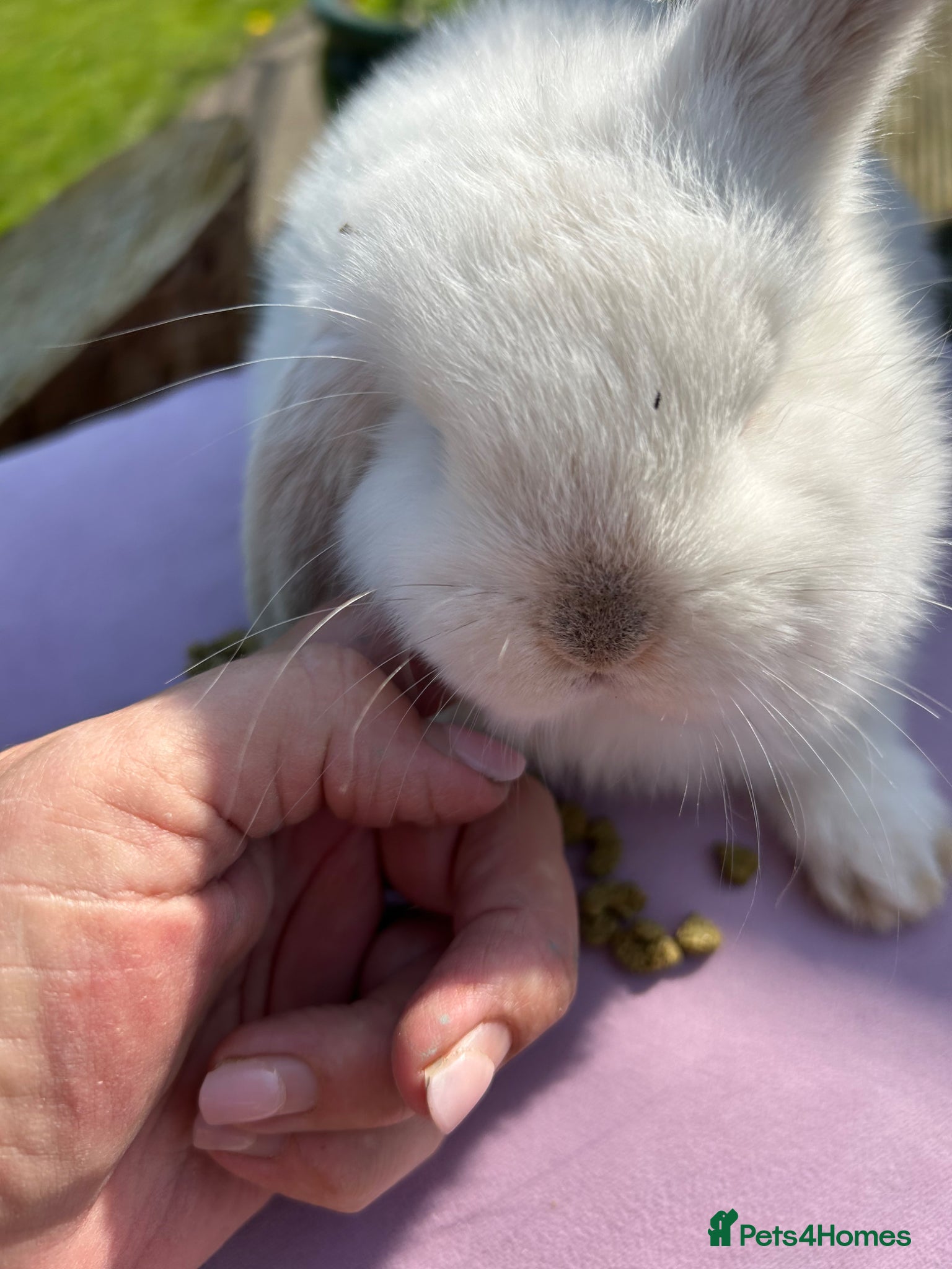 Mini Lop rabbits Beautiful minilops - Advert 14