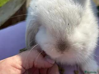 Mini Lop rabbits Beautiful minilops - Advert 7