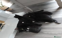 Mixed Breed cats for sale: Beautiful small kittens for sale - Image 6