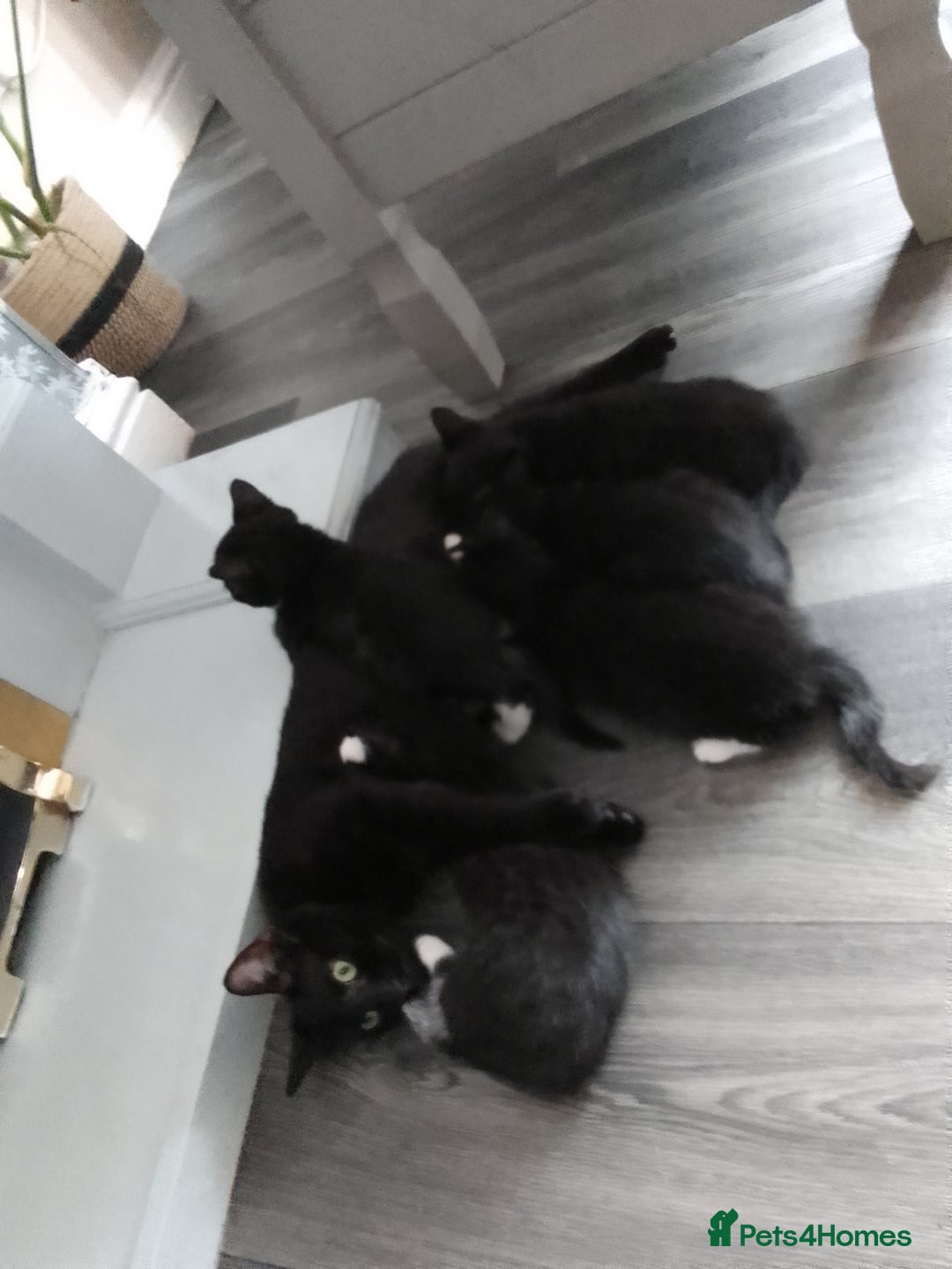 Mixed Breed cats for sale: Beautiful small kittens for sale - Image 6