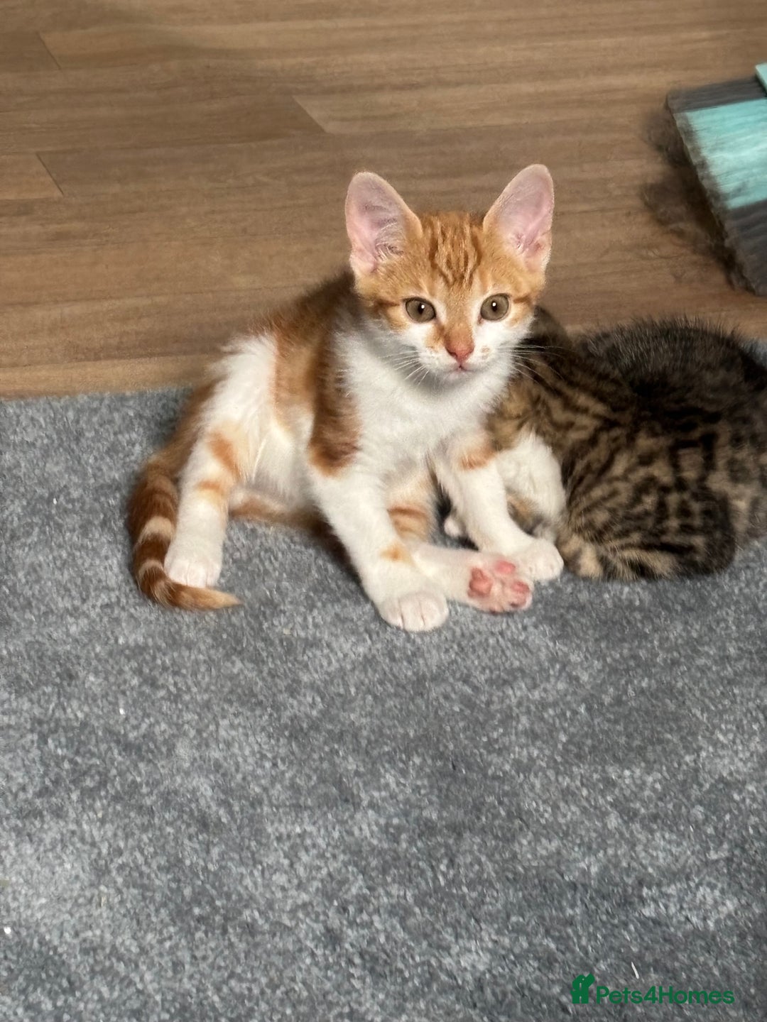 Mixed Breed cats for sale: 2 male cats  - Image 5