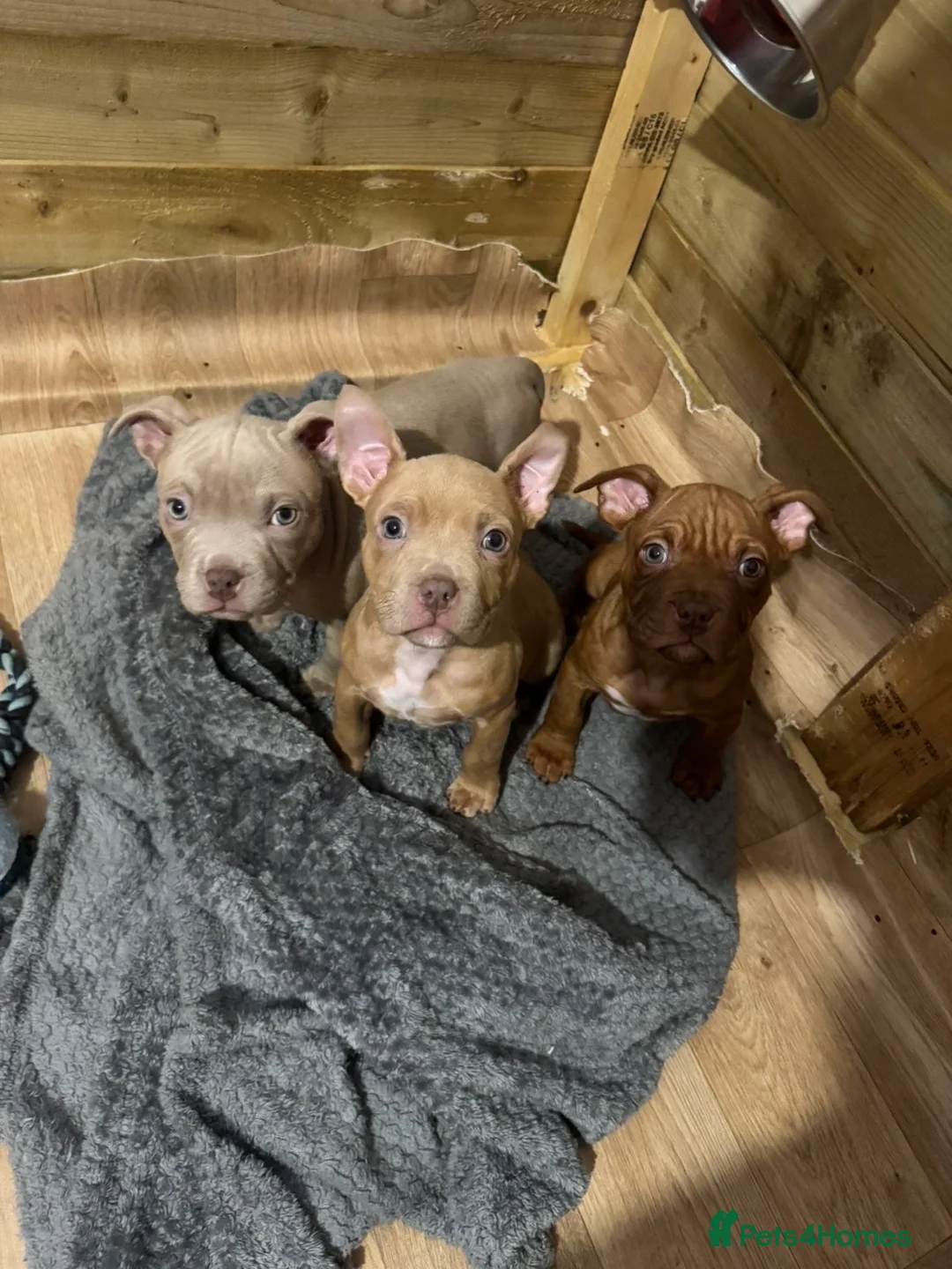 American Bull Staffy dogs for sale: One boy and two girl puppies - Advert 2