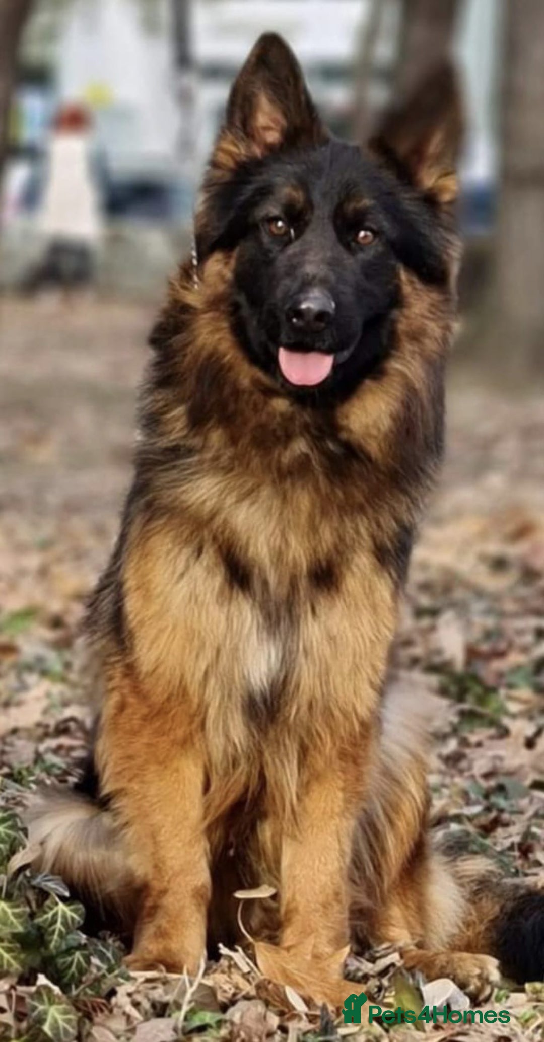 German Shepherd dogs for sale: stunning German Shepard puppies - Advert 3